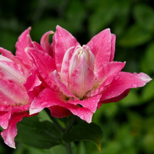 Roselily 'Viola' (Double Oriental Lily, Lilium)