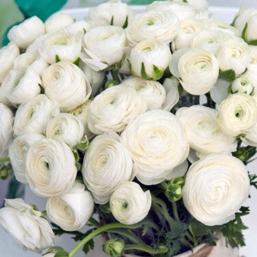 Ranunculus White, Jumbo Size (Ranunculus Tecolote)