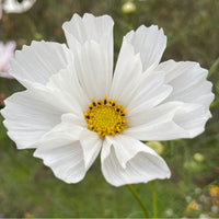 Thumbnail for Firefly Farm & Mercantile Seashell Cosmos White Blossoms