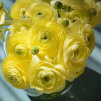 Thumbnail for Ranunculus Yellow, Jumbo Size (Ranunculus Tecolote)