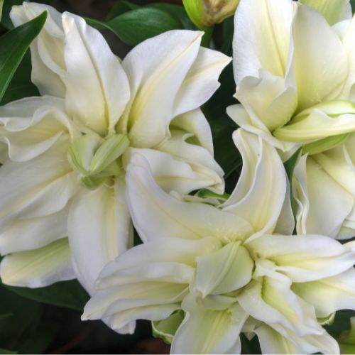 Roselily 'Zeta' (Double Oriental Lily, Lilium)