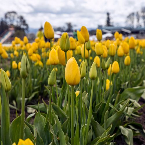 'Golden Emperor' Emperor Tulip Bulbs, Gold Tulips