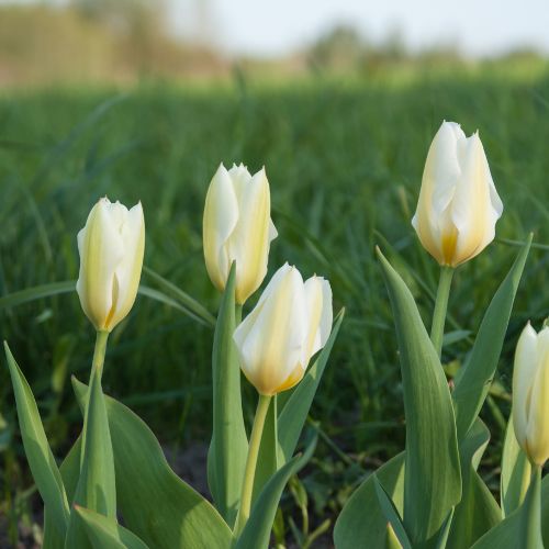'White Emperor' Emperor Tulip Bulbs, White Tulips