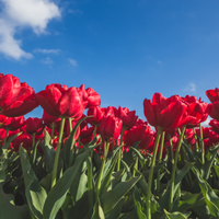 Thumbnail for 'Abba' Tulip (Double Early Tulip)