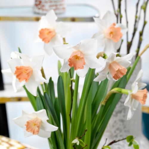 Accent Trumpet Daffodils