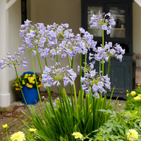 Thumbnail for Agapanthus Blue (African Lily) (2 per order)