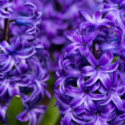 Hyacinth 'Aida'