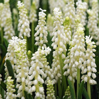 Thumbnail for Grape Hyacinth 'Muscari Boytroides Album'