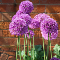 Thumbnail for Giant Allium 'Ambassador'