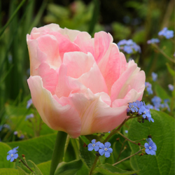 Angelique Tulip (Double Late Tulip)