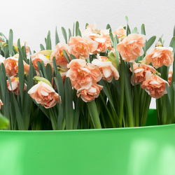 Butterfly Daffodil - ‘Apricot Whirl’ Daffodil (Midseason flowering)