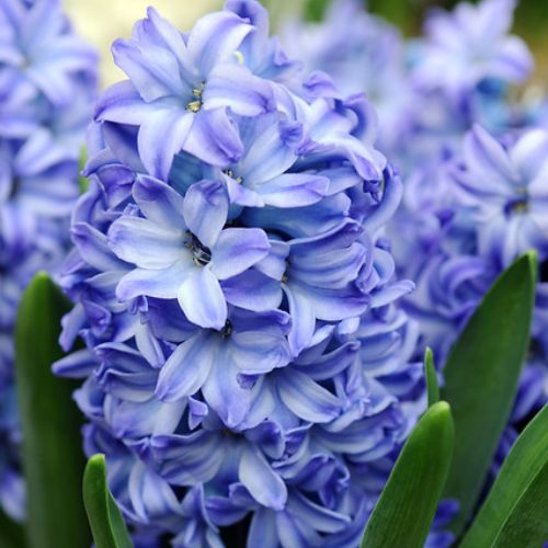 Aqua Hyacinth