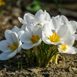 Crocus Specie ‘Ard Schenk' Bulbs