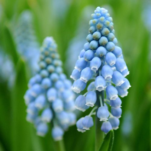 Atlantic Muscari Grape Hyacinth Light Blue
