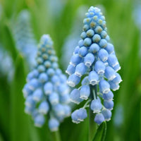 Thumbnail for Atlantic Muscari Grape Hyacinth Light Blue