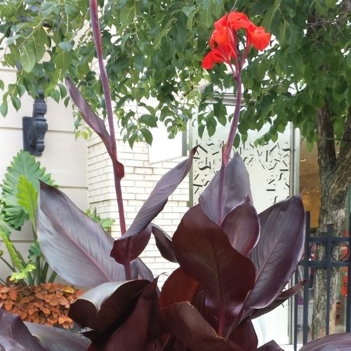 Australia Burgandy Leaf Canna Lily