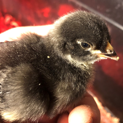 Barred Holland Chicks (Hatched)
