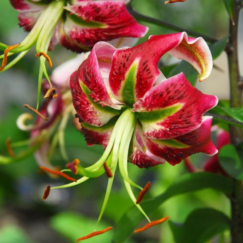 'Black Beauty' Lily (Oriental Aurelian), 1957 Heirloom