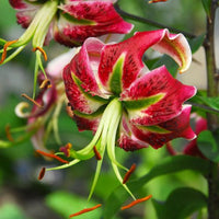 Thumbnail for 'Black Beauty' Lily (Oriental Aurelian), 1957 Heirloom