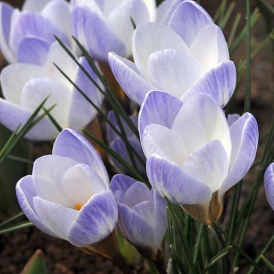 Crocus Species 'Blue Pearl' Crocus