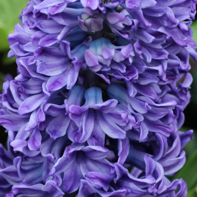 Hyacinth 'Blue Pearl'