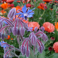 Thumbnail for Borage, Organic and Conventional