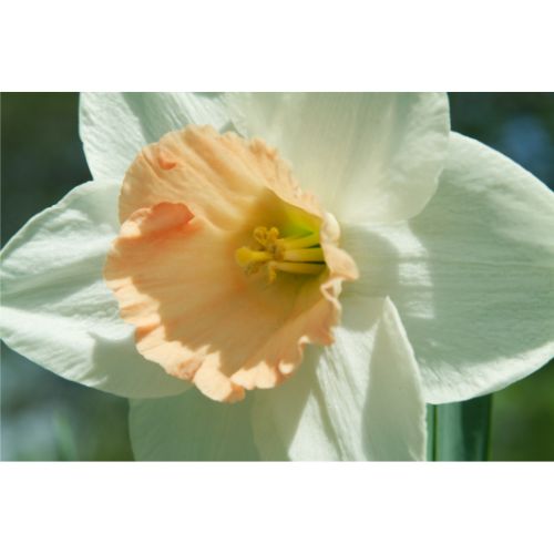 British Gamble Trumpet Daffodil