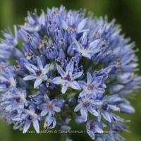 Thumbnail for Miniature Allium 'Caeruleum'