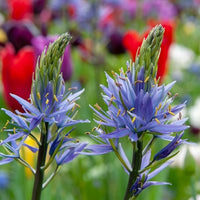 Thumbnail for Large Camas Lily, Camassia leichtlinii
