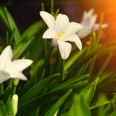 Glory of the Snow - Chionodoxa 'Luciliae Alba' 1885 Heirloom Bulbs