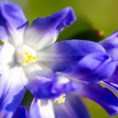 Glory of the Snow - Chionodoxa 'Luciliae' 1878 Heirloom Bulbs