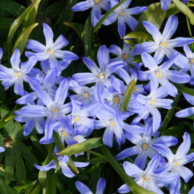 Glory of the Snow - Chionodoxa 'Luciliae' 1878 Heirloom Bulbs