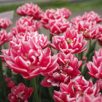 Thumbnail for 'Columbus' Tulip (Double Early Tulip)