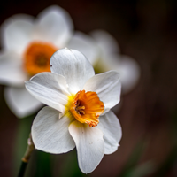 Thumbnail for Large Cupped 'Cool Flame' Daffodil (Early - Mid)