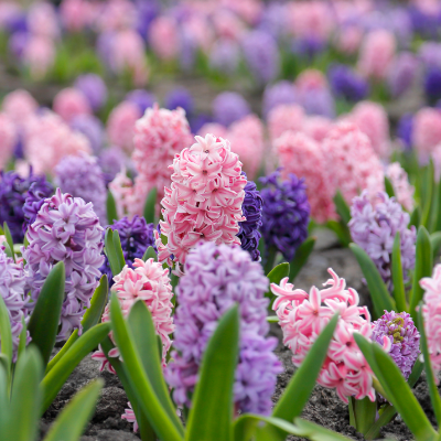 Hyacinth 'Cotton Candy Mix'
