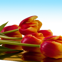 Thumbnail for Darwin Hybrid 'World's Favorite' Tulip (Mid to Late)