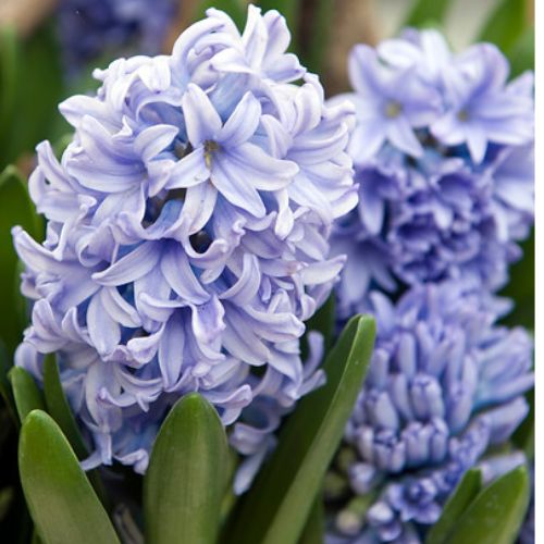 Delft Blue Hyacinth
