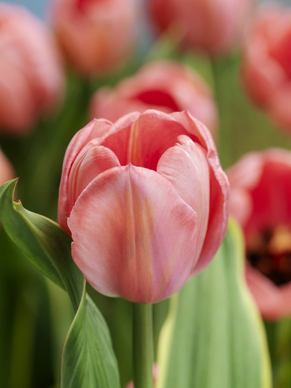 Darwin Hybrid 'Design Impression' Tulip (Mid to Late)