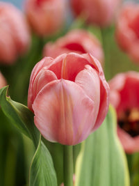 Thumbnail for Darwin Hybrid 'Design Impression' Tulip (Mid to Late)