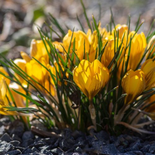 Dorothy Crocus