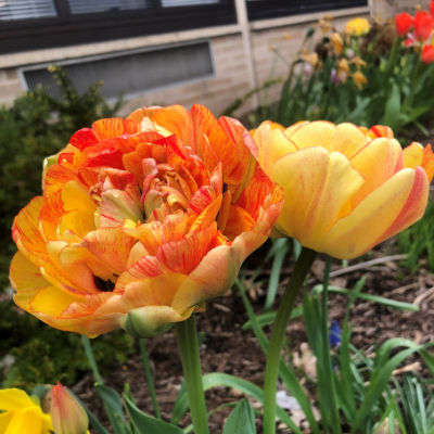 Double Gudoshnik Tulip (Double Late Tulip), Tulip Bulbs