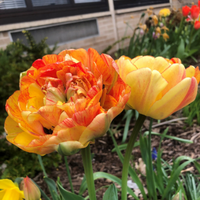 Thumbnail for Double Gudoshnik Tulip (Double Late Tulip), Tulip Bulbs