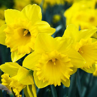 Thumbnail for Dutchmaster Trumpet Daffodil