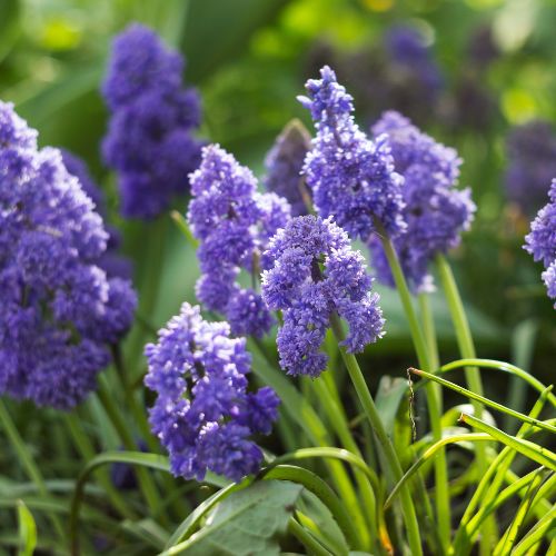 Fantasy Creation Muscari