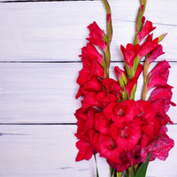 Thumbnail for 'First Blood' Large Flowering Gladiolus