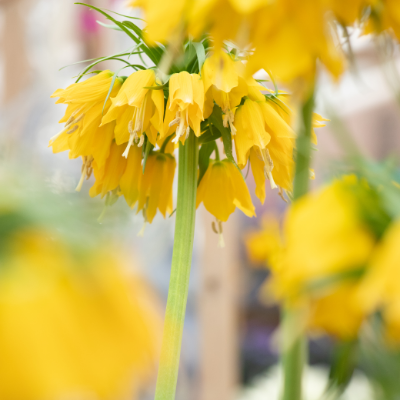 Imperial Fritillaria 'Lutea' 1587 Heirloom Bulbs