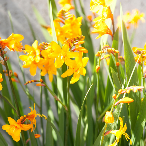Yellow Montbretia - Crocosmia 'George Davidson'