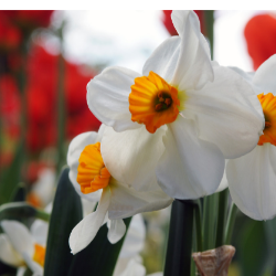 Geranium Bunch Flowering Daffodil (Midseason Flowering)