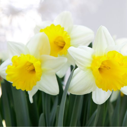 Goblet Trumpet Daffodil