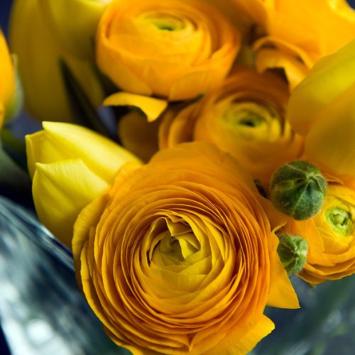 Ranunculus Gold (Ranunculus Aviv)